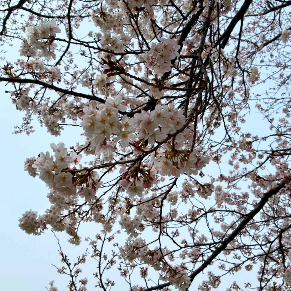 新しい季節の始まり